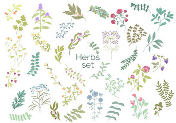 Herb hand drawn elements
