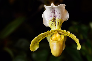 Yellow Paphiopedilum Insigne var sylhetense Venus Slipper orchid flower hybrid
