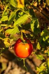 fruit and trees grown in gardens