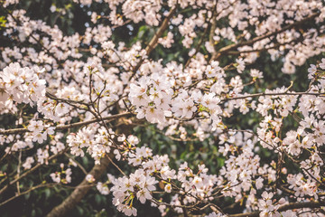 Sakura cherry blossoms blossoming at Prince Bay Park in Hangzhou, China
