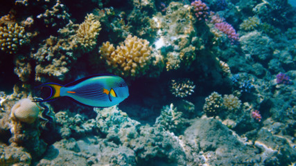 Naklejka na ściany i meble Colorful coral reef with exotic fishes of the Red Sea. Egypt.