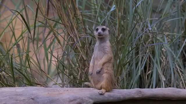 A Meerkat (Suricata suricatta) doing sentry duty and looks like sitting down, behind him there are some plant, full body fixed shot.