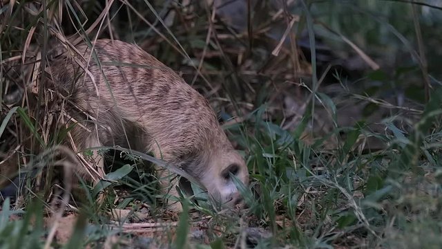 A Meerkat (Suricata suricatta) is digging on the ground in slow mo. Grass soil.