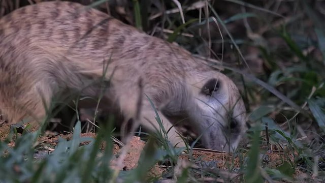Close up of a Meerkat (Suricata suricatta) that is digging, another meerkat passes in front of him at the start of the clip. Grass soil.