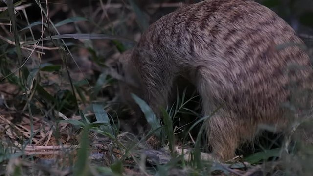 A meerkat (Suricata suricatta) is digging, another meerkat passes in front of him. Grass soil.