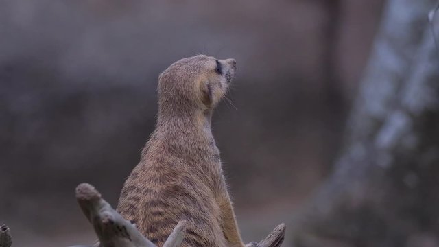 A Single meerkat (Suricata suricatta) is sitting on wood doing sentry duty, at the end of the clip he leave the tree trunk. Blurred background.