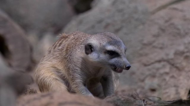 Close up of a meerkat (Suricata suricatta) that is digging and eating something.