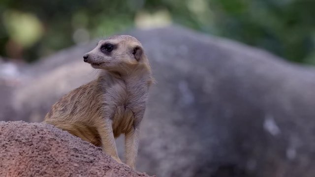 A Meerkat (Suricata suricatta) is sitting down doing sentry duty. Blurred background.