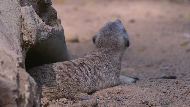 A Meerkat (Suricata suricatta) is leaving its home in slow mo. Sandy environment.