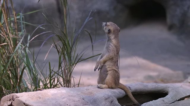 A Meerkat (Suricata suricatta) is doing sentry on a log, full body fixed shot.
