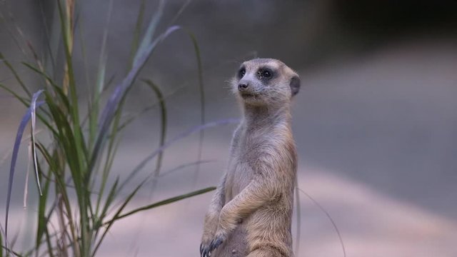 Fixed shot of a meerkat (Suricata suricatta) that is doing sentry half body near a plant. Blurred sandy background.