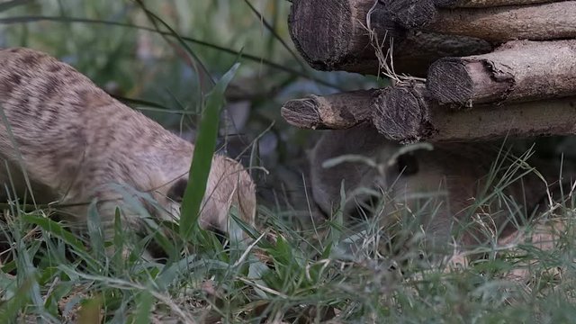 Two meerkat (Suricata suricatta) are digging under pieces of logs. Grass soil.