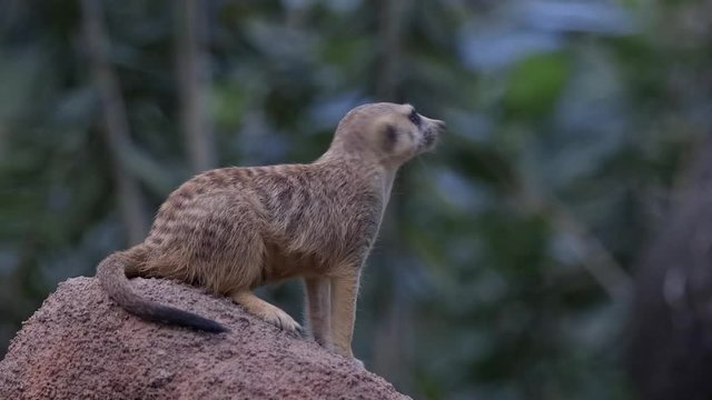 A Single meerkat ( Suricata suricatta) is doing sentry duty on top of a small hill. Blurred background.