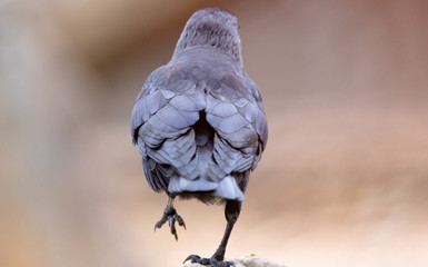 Jackdaw on its back walking quietly.