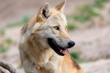 Fototapeta premium Beautiful specimen of gray wolf looking at sunset.