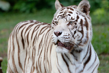 Gray-eyed Bengal tiger, watching the sunset.