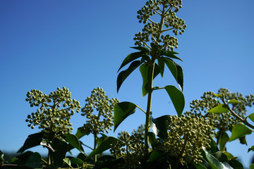 A roof greening is more than ecological, the plants on the roof clean the air, as they filter out dust and air pollutants.