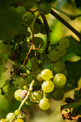 bunch of grapes on the vine
