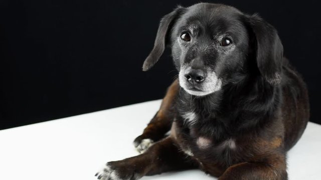 Black dachshund lies sad on a white table on a black background then looks at the camera