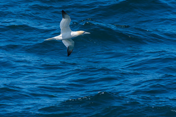 Gannet flying low over sea surface.Wildlife image with copy space.Seabird in flight and dark blue sea in background.