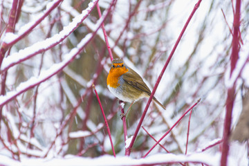 Robin in winter woodland
