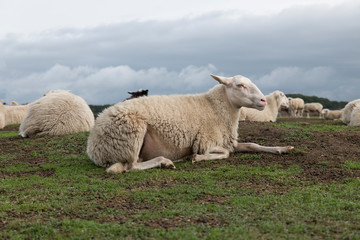 Obraz premium Sheep herd on heather land in Ede Holland