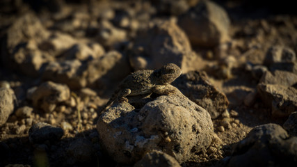 lizard on a rock