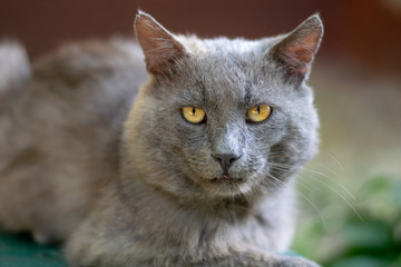 Gray street cat on a bench 1