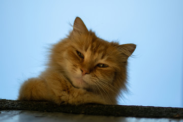 Red sad cat sitting on the roof 1