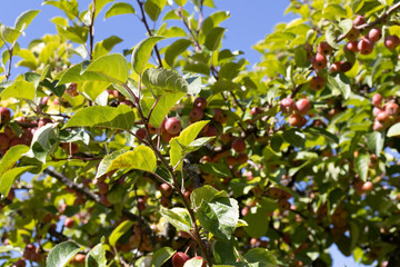 tree wild apples