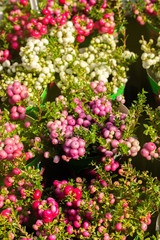 Obraz premium Gaultheria mucronata ripened autumn fruits. Berries white pink Pernettya background vertical