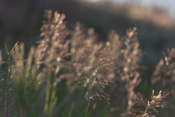 Fototapeta premium Grass