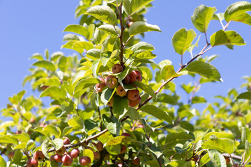 tree wild apples