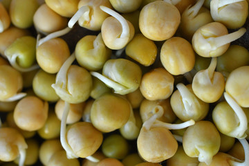 beans or peas sprouts.microgreen Foliage Background.sprout vegetables germinated from high quality organic plant seed on linen mat. avitaminosis. Close up.Macro. Copy spase