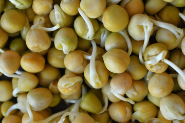 beans or peas sprouts.microgreen Foliage Background.sprout vegetables germinated from high quality organic plant seed on linen mat. avitaminosis. Close up.Macro. Copy spase
