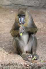 Adult Monkey Mandrill, wild life