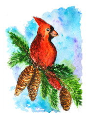 crossbill on a branch bird winter cones watercolor illustration