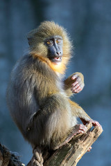 Closeup portrait of mandrill monkey