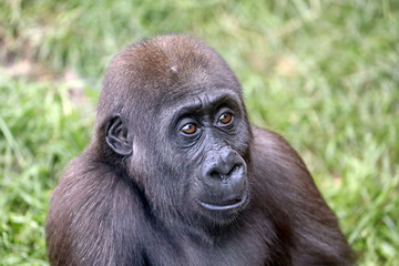 Young female gorilla monkey,  close up