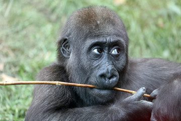 Young female gorilla monkey,  close up