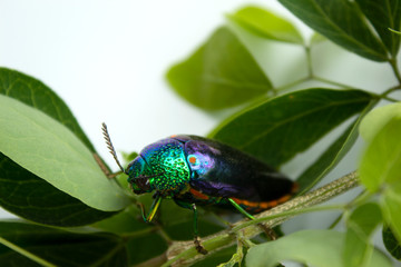 buprestis beetle buautiful shiny jawel bug  on tree background, green beetle nater