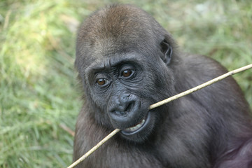 Obraz premium Young female gorilla monkey, close up