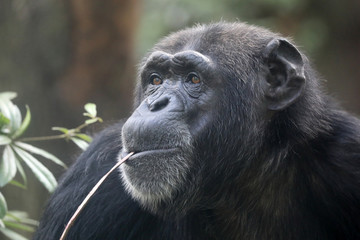 A Chimpanzee animal close up