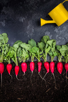 Watering Radish In Soil, Creative Conceptual Image With Copy Space