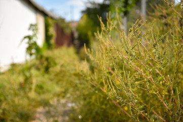 Bushes of ragweed in urban areas causing allergic reactions