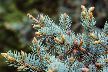 Blue spruce branches with silver needles as a natural background
