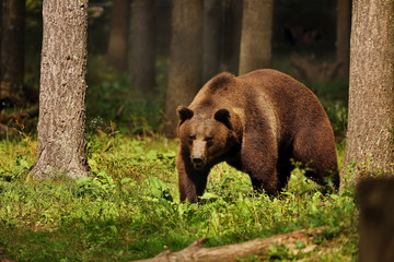 The Grizzly bear( Ursus arctos) is north American brown bear. Grizzly on natural habitat, forest and meadow at sunrise.