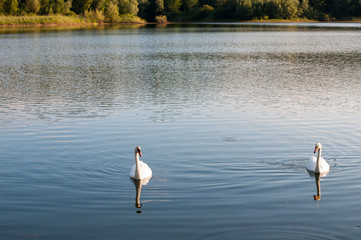 white swans on a lake on a beautiful summer day