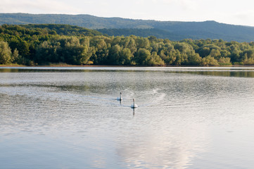Fototapeta na wymiar white swans on a lake on a beautiful summer day