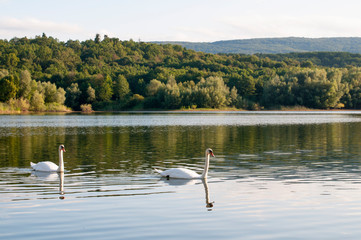 Naklejka na ściany i meble white swans on a lake on a beautiful summer day
